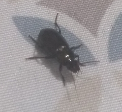 Carabidae