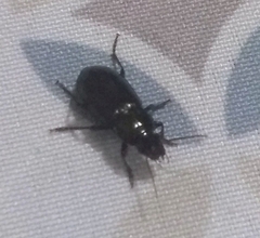 Carabidae
