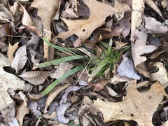 Dichanthelium laxiflorum
