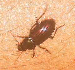 Carabidae