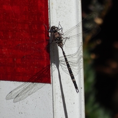 Austroaeschna parvistigma