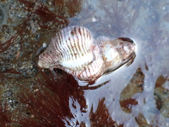 Ocenebrinae