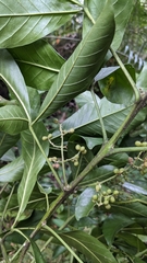 Melicope semecarpifolia