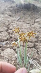 Fritillaria atropurpurea