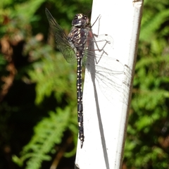 Austroaeschna parvistigma