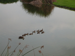 Anas platyrhynchos × fulvigula