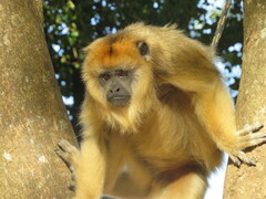 Alouatta caraya