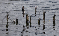 Oncorhynchus gorbuscha