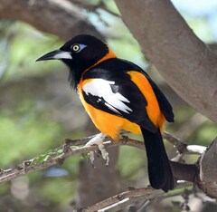 Icterus icterus
