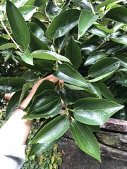 Cinnamomum kotoense