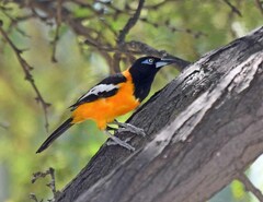 Icterus icterus