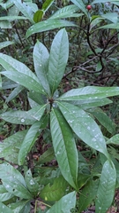 Lithocarpus brevicaudatus