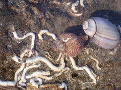 Acanthinucella