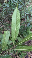 Lithocarpus brevicaudatus