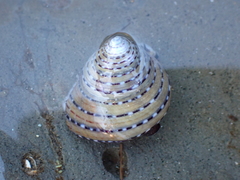 Calliostoma tricolor