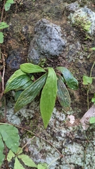 Antrophyum formosanum