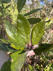 Phyllocnistis hyperpersea