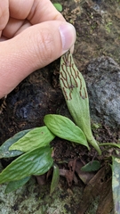 Antrophyum formosanum