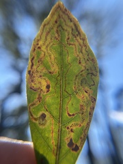 Phyllocnistis hyperpersea