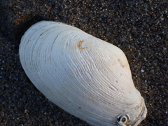 Platyodon cancellatus