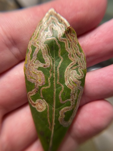 Phyllocnistis hyperpersea photo 4