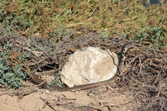 Masticophis fuliginosus