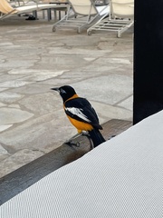 Icterus icterus
