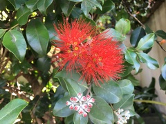 Metrosideros collina