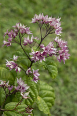 Clerodendrum thomsoniae
