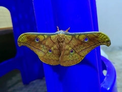 Antheraea frithi