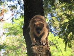 Alouatta caraya