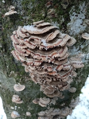 Trametes versicolor image
