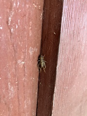 Gryllodes sigillatus