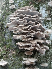 Trametes versicolor image