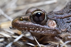 Lithobates vaillanti
