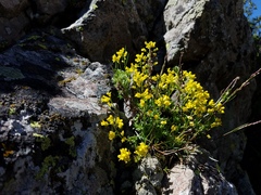 Draba burkei