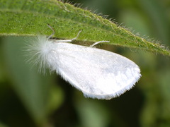 Rupela
