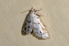 Neurophyseta camptogrammalis