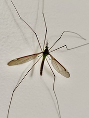 Leptotarsus albistigma