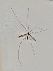 Leptotarsus albistigma