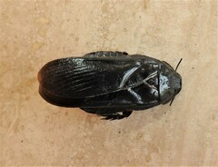 Panesthiinae