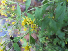 Solidago virgaurea asiatica