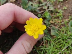 Ranunculus californicus