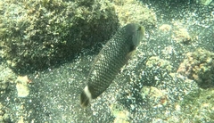Novaculichthys taeniourus