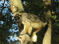Alouatta caraya