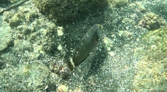 Novaculichthys taeniourus