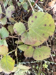 Phragmidium violaceum