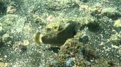 Novaculichthys taeniourus