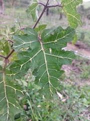 Solanum palinacanthum