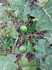 Solanum palinacanthum